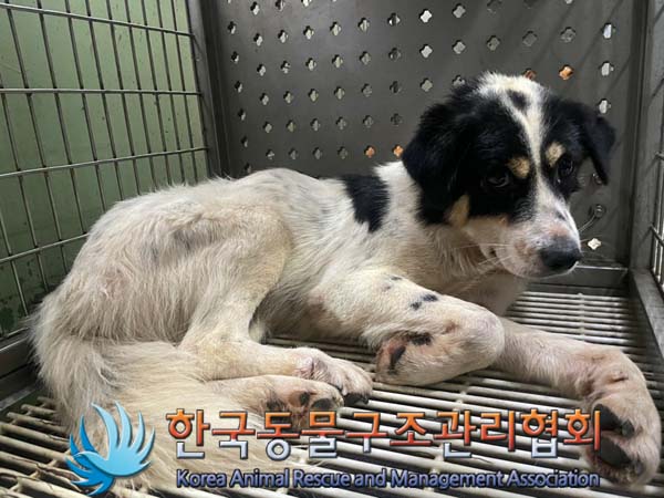한국동물구조관리협회_441406202401319